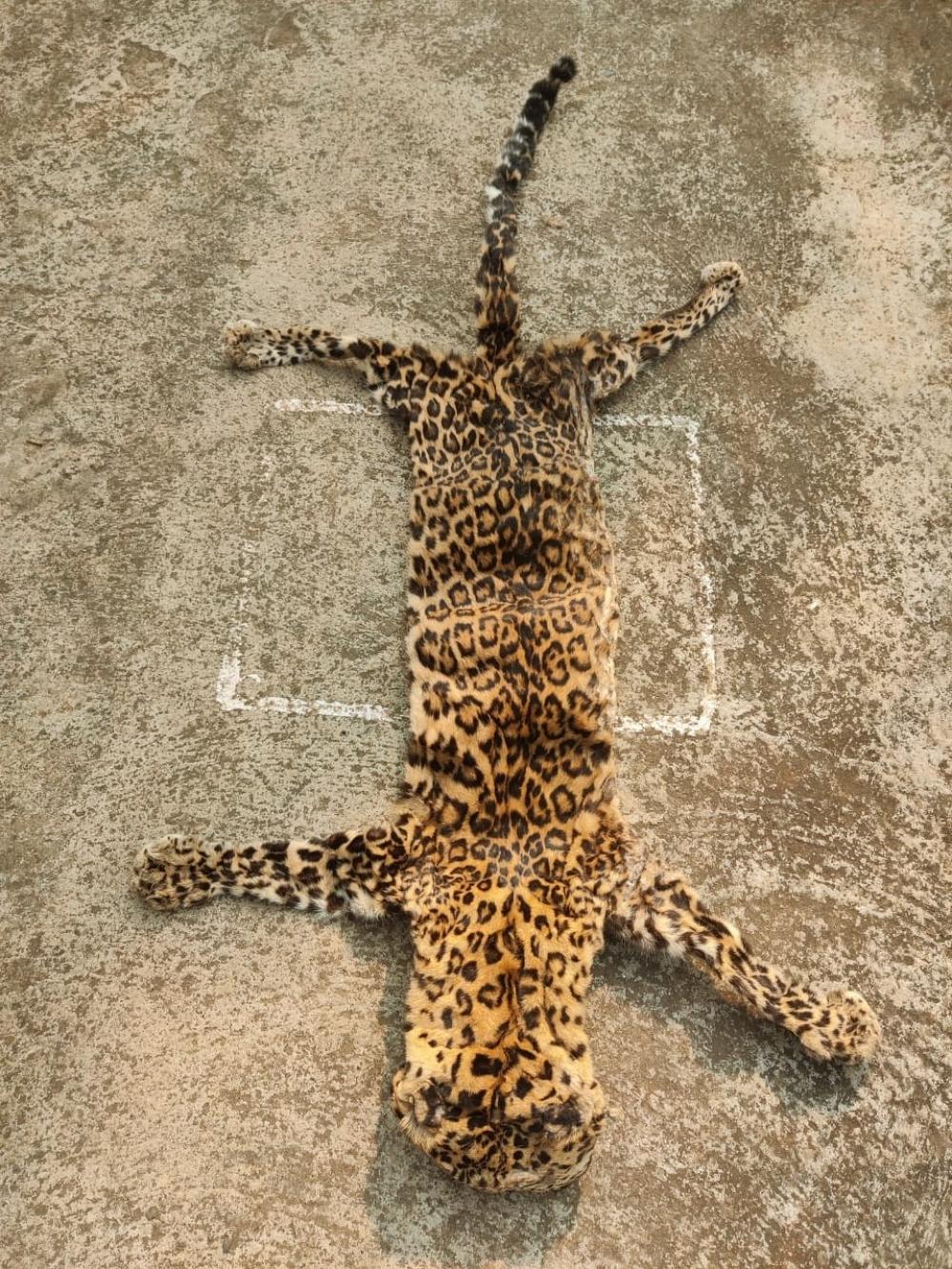 The Weekend Leader - Leopard skin seized, two held in Odisha